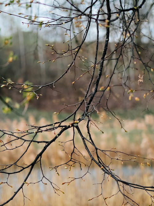 Ilmainen kuvapankkikuva tunnisteilla jousi, lähikuva, luonto