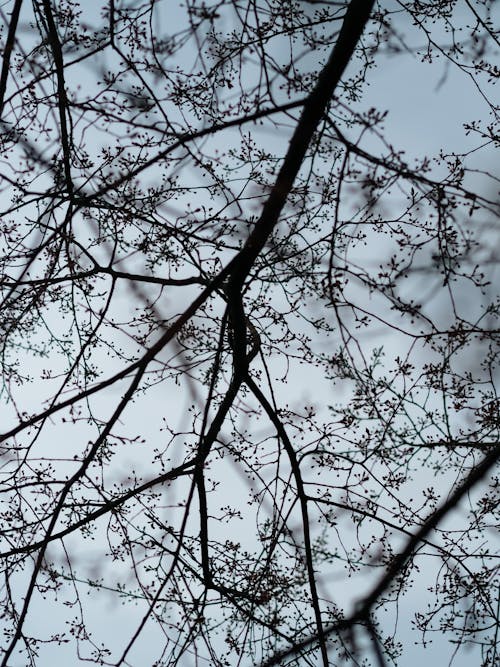 Kostenloses Stock Foto zu äste, aufnahme von unten, blauer himmel