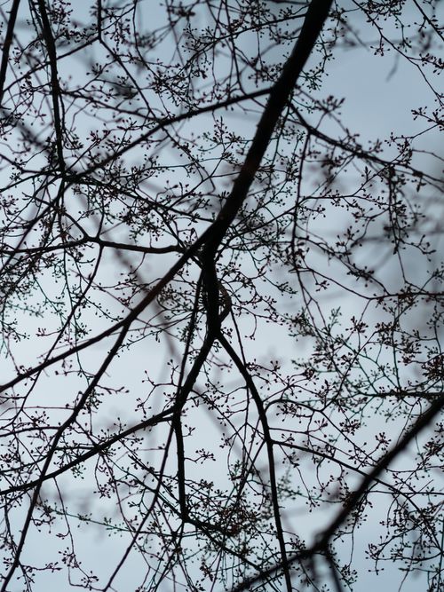Free Artistic silhouette of tree branches with a clear blue sky background captured from a low angle. Stock Photo
