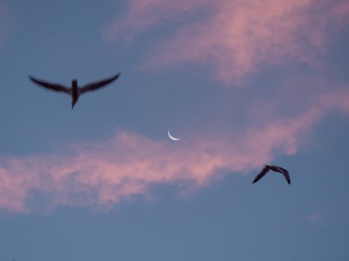 Gratis lagerfoto af flyve, fugle, Halvmåne