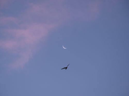 Free A serene image of a bird flying beneath a crescent moon in a pastel sky. Stock Photo