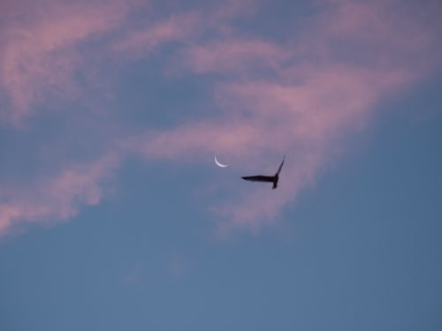 Free A solitary bird flies gracefully beneath a crescent moon against a colorful twilight sky. Stock Photo