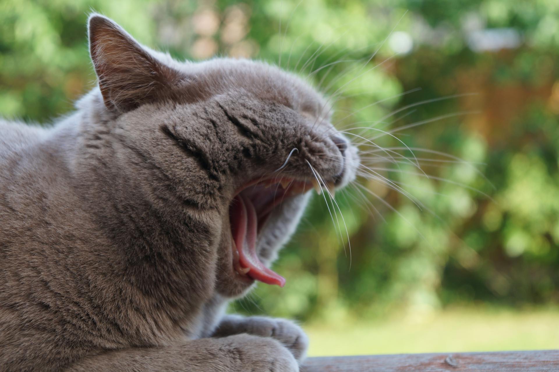 Close-Up Photo of Cat Yawning