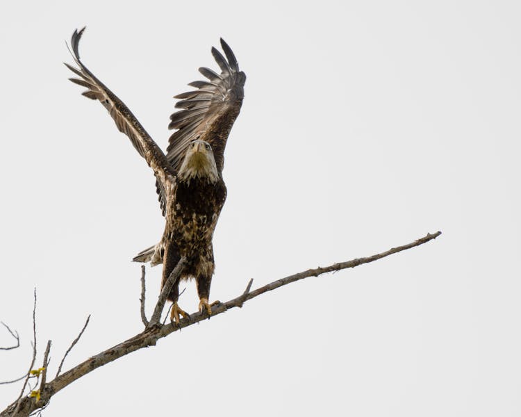 Bald Eagle Landing On Branch