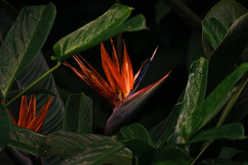 Immagine gratuita di arancia, esotico, foglie