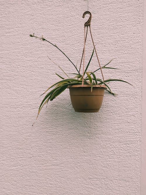 Housplant in a Hanging Pot 