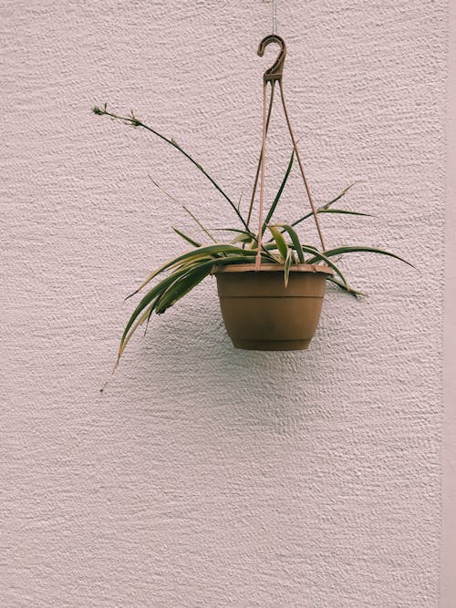 Foto d'estoc gratuïta de decoració de la llar, fulles, planta