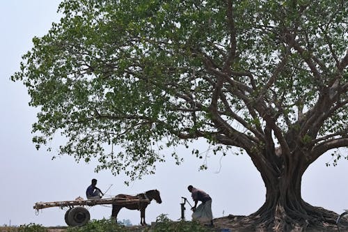 Two Men and a Horse Standing under a Large Tree in the Countryside 