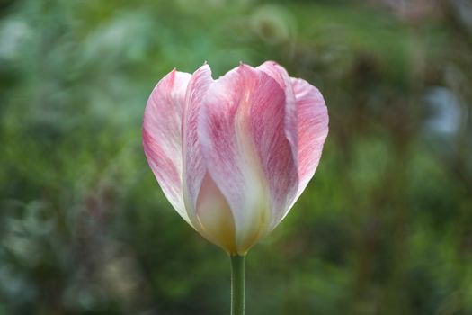 Close-up of a delicate pink tulip in full bloom, set against a vivid green background.