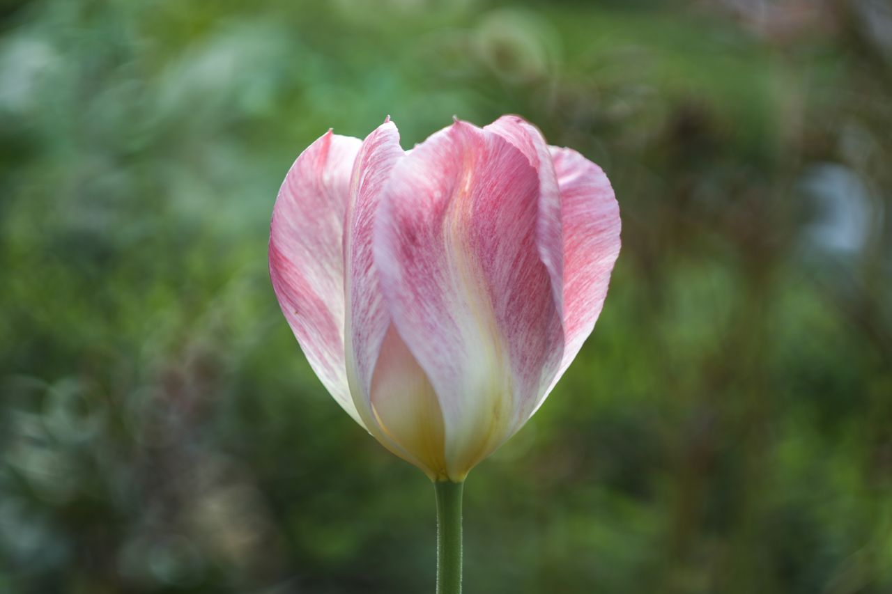 close up of a delicate pink tulip in full bloom set against a vivid gr