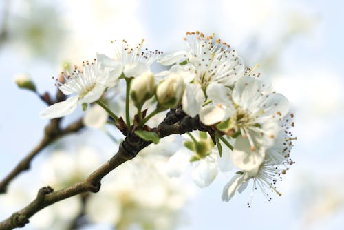 Close-up of Delicate White Flowers of a Fruit Tree in Spring 