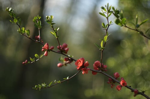 Photos gratuites de beauté naturelle, branche, centrale