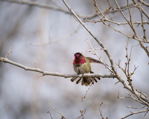 Foto d'estoc gratuïta de annas colibrí, arbre, assegut