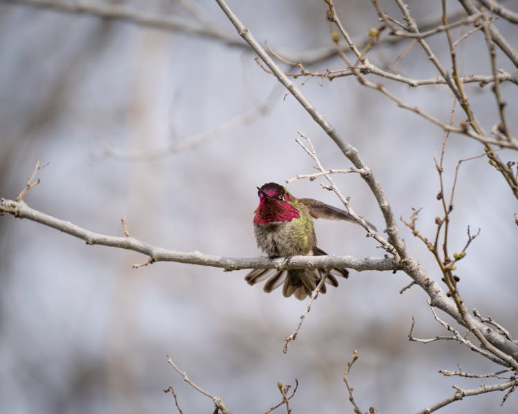 Close-up Of An Annas Hummingbird Sitting On A Branch 