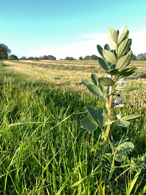 Free Ensilage d'herbe avec une féverole Stock Photo
