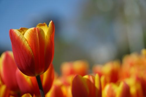 Free Close-up of vibrant red and yellow tulips in an Istanbul garden, showcasing spring's beauty. Stock Photo