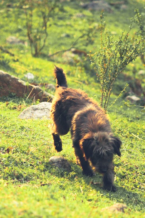 Собака гуляет по зеленой траве