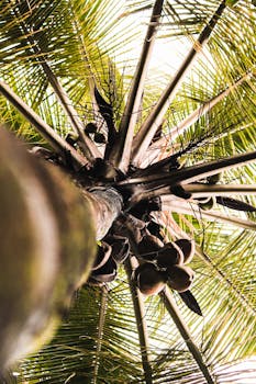 Low angle shot of a coconut tree with lush palm leaves and coconuts.