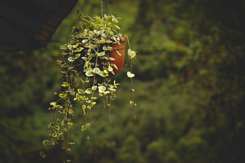 small basil plant in a terracotta pot near a mug
