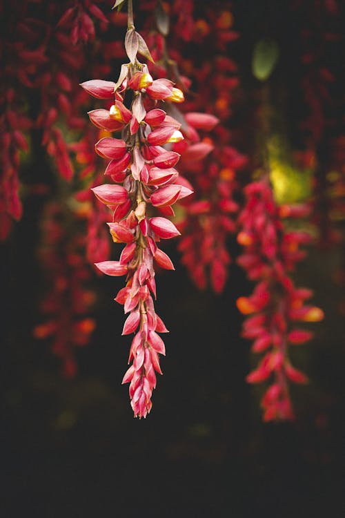 Free Close-Up Photo of Red Flowers Stock Photo