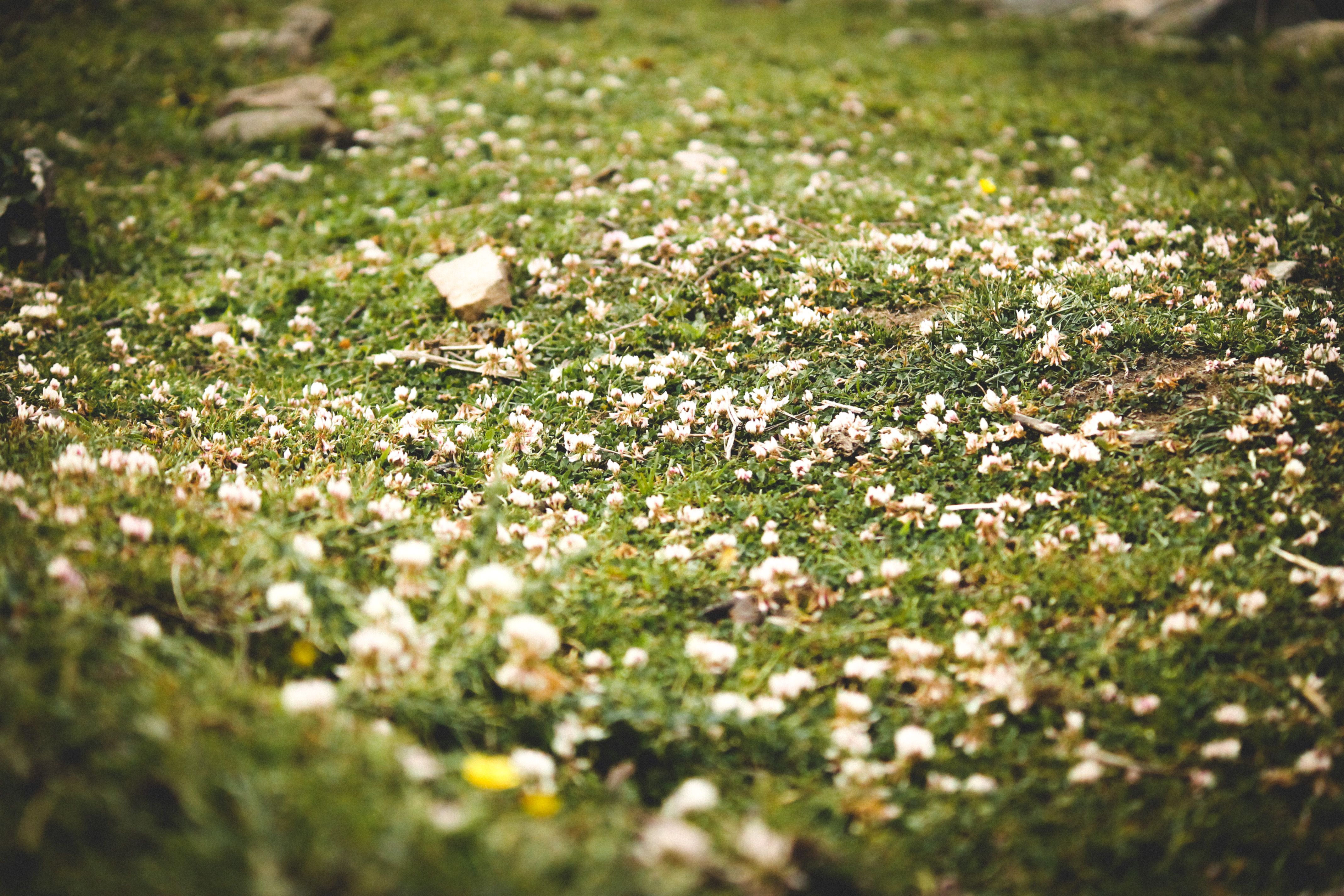 kostenloses-foto-zum-thema-berge-blumen-boden