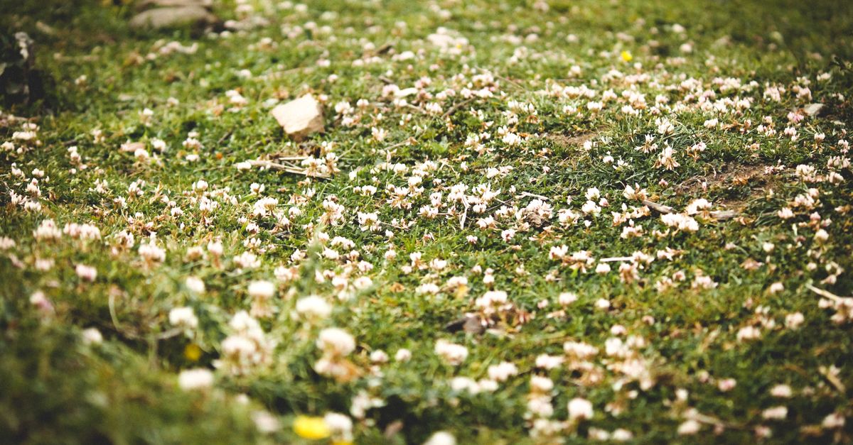 Kostenloses Foto Zum Thema Berge Blumen Boden kostenloses-foto-zum-thema-berge-blumen-boden