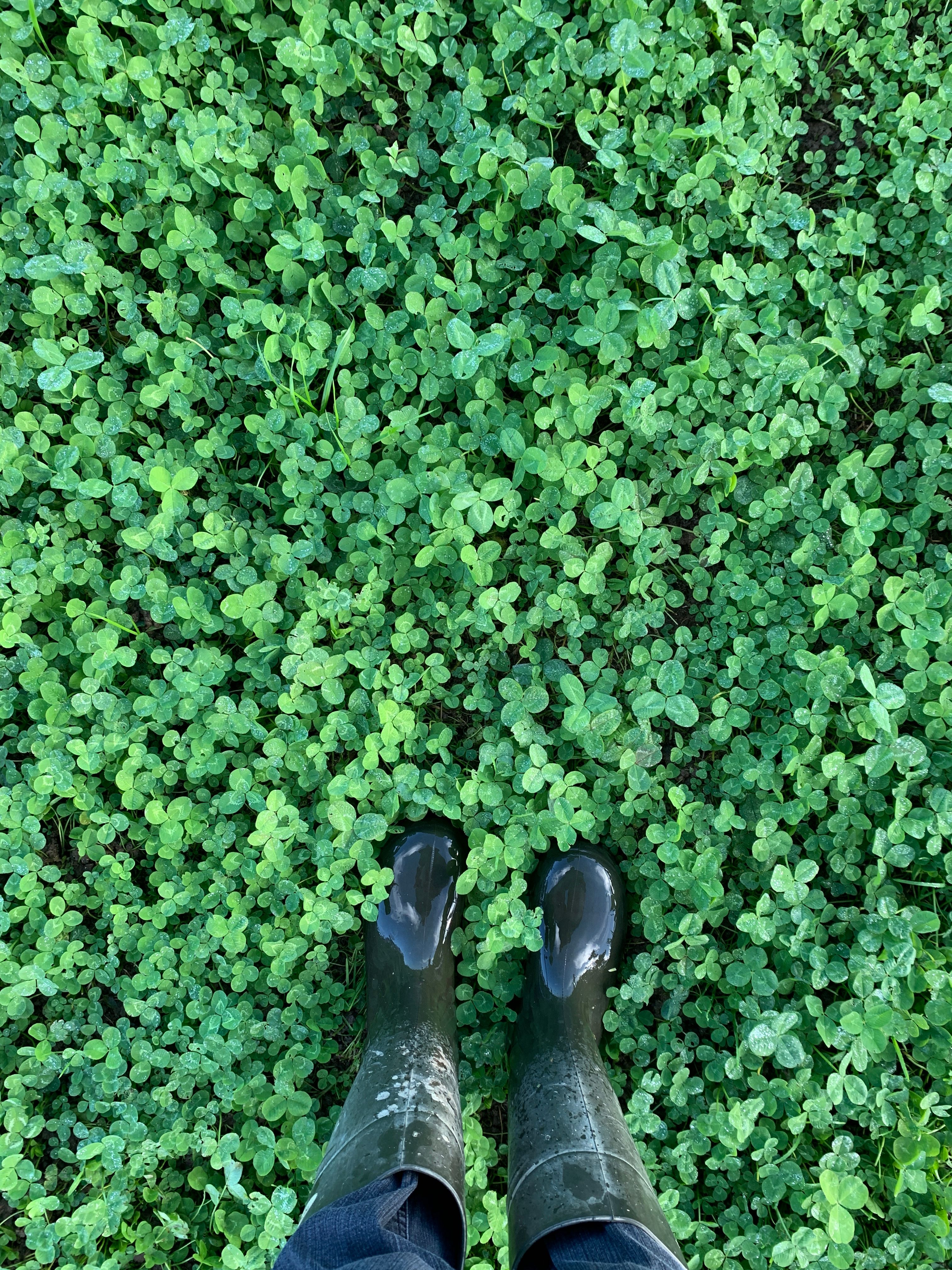 A Person in Rubber Boots Standing on a Meadow with Clovers · Free Stock ...