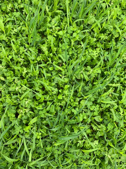 Free Prairie française de mélange de trèfles et graminées Stock Photo