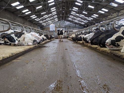 Free Vaches en bâtiment agricole Stock Photo