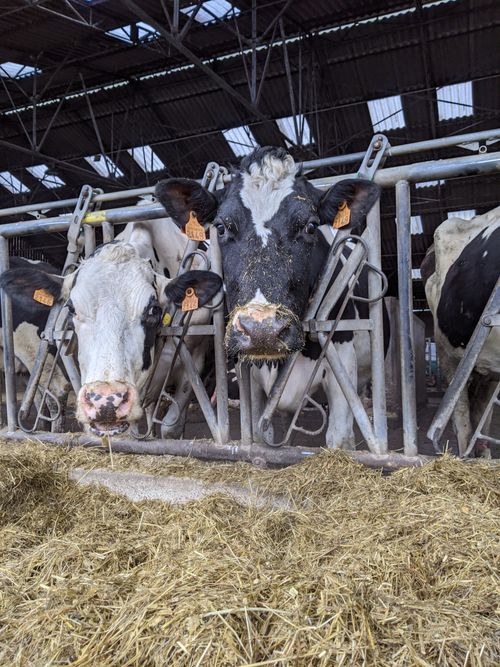 Free Close-up of Holstein dairy cows feeding in a barn, showcasing agriculture and livestock behavior. Stock Photo