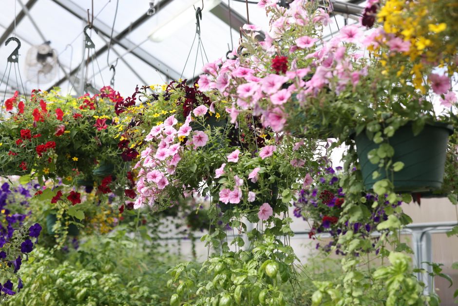 Two Lowe’s hanging flower baskets on a patio rail, priced $7.50 each
