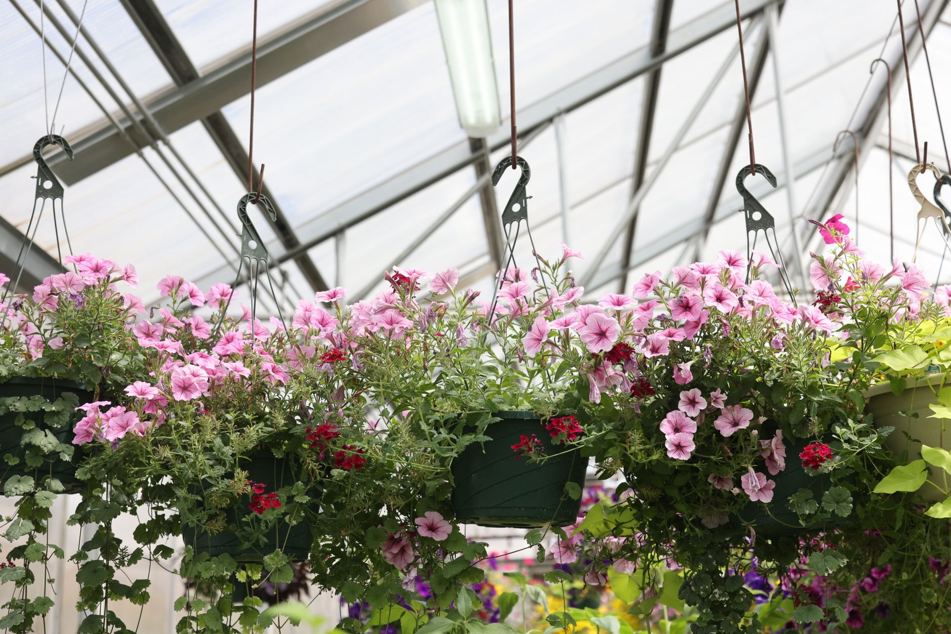 Cultivating Lush, Full Hanging Baskets: Strategic Pinching from Seedling to Season's End for Continuous Central Blooms (Petunias, Fuchsias, Impatiens)