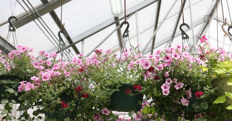 Fleurs Jardinière : Conseils Experts 2026