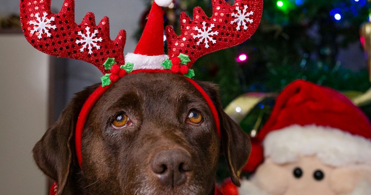 Weihnachten mit Hund: Geschenke für Halter und Hund