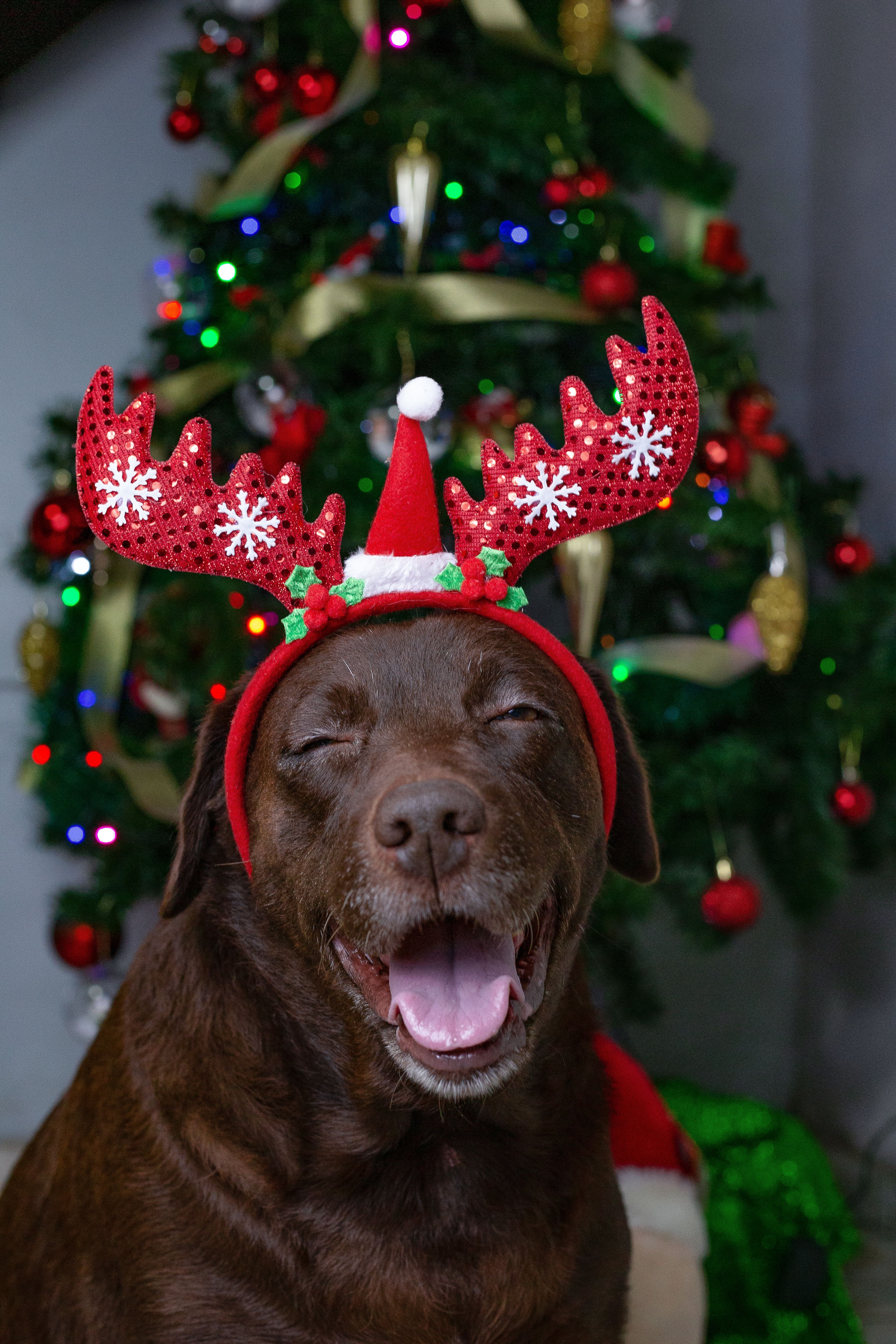 Brown Dog in Front of a Christmas Tree · Free Stock Photo