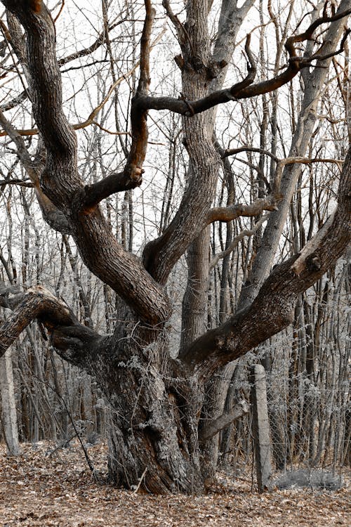 Foto d'estoc gratuïta de arbre, bosc, natura