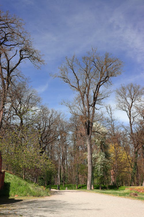 Road in a Park in Early Spring 