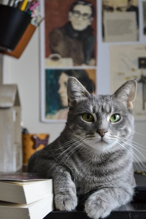 Close-up of a Cat Lying on the Table 