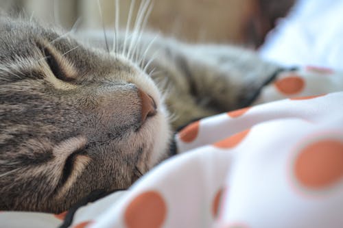 Cat Sleeping in Sheets