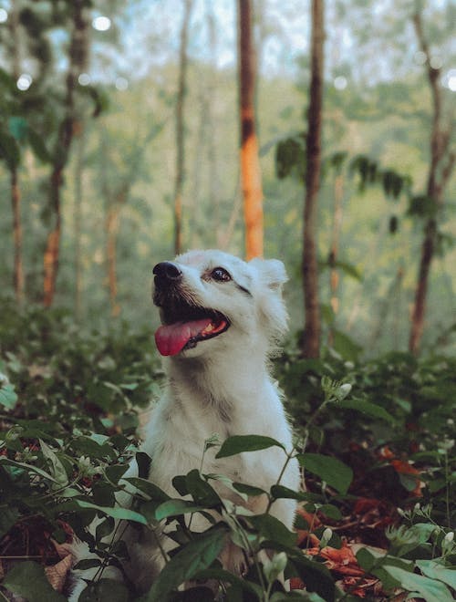 White Dog among Trees