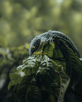 lizard photo