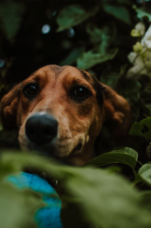 Free Adorable dog curiously peeking through lush garden leaves in Veracruz, México. Stock Photo
