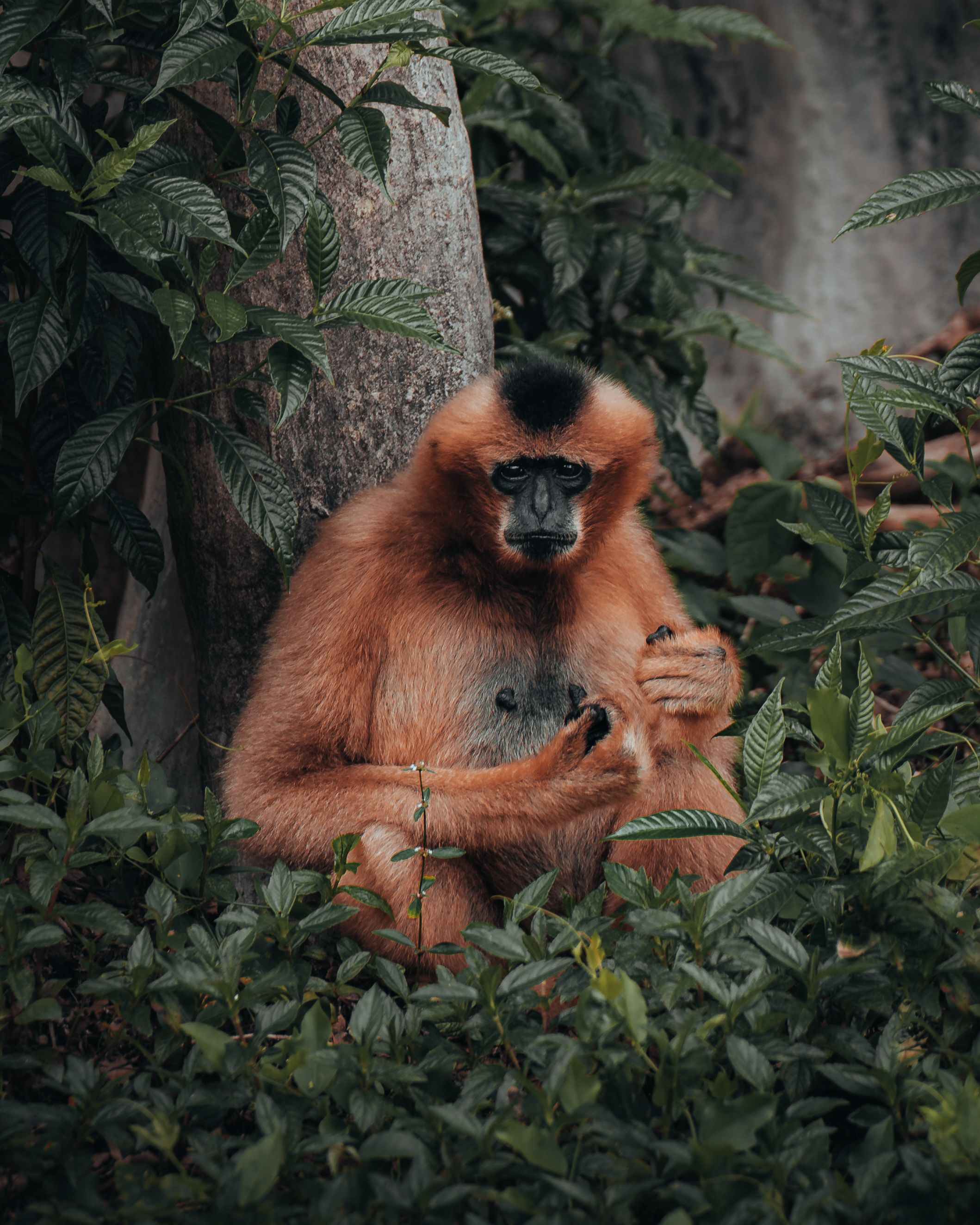 Close-up of a Gibbon Sitting under a Tree · Free Stock Photo