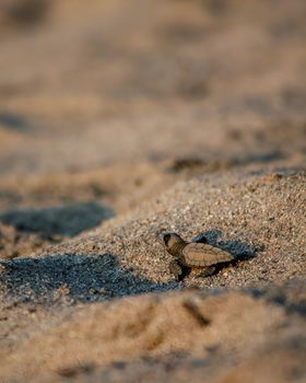 Close-up of a baby sea turtle making its way across sandy beach in Sayulita, Mexico.