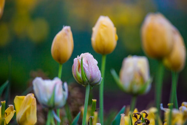 Budding Tulips Covered In Morning Dew