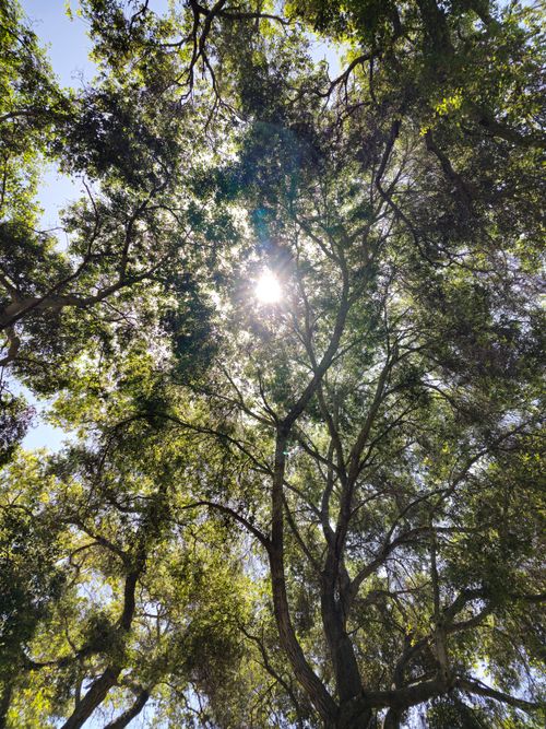 Free Sunshine streaming through lush green forest canopy showing natural beauty. Stock Photo