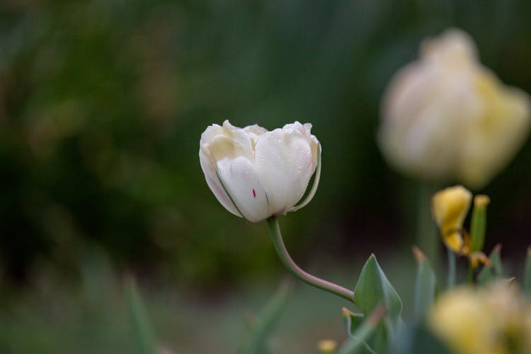 White Tulip In Bloom