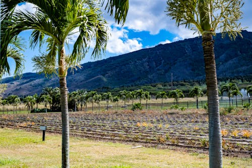 Gratis lagerfoto af ananas