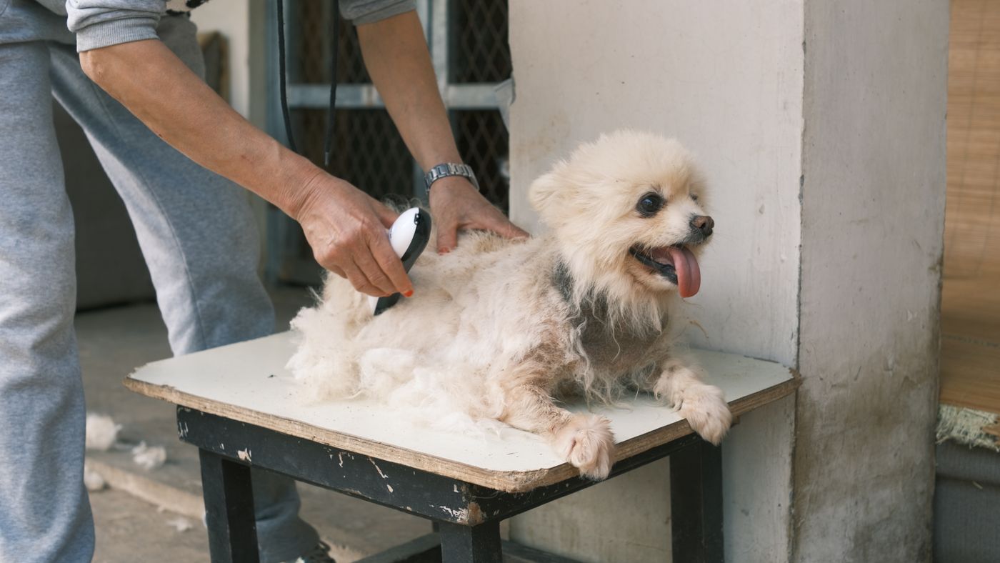 Clipping Your Dog's Coat at Home: What to Know Before You Start