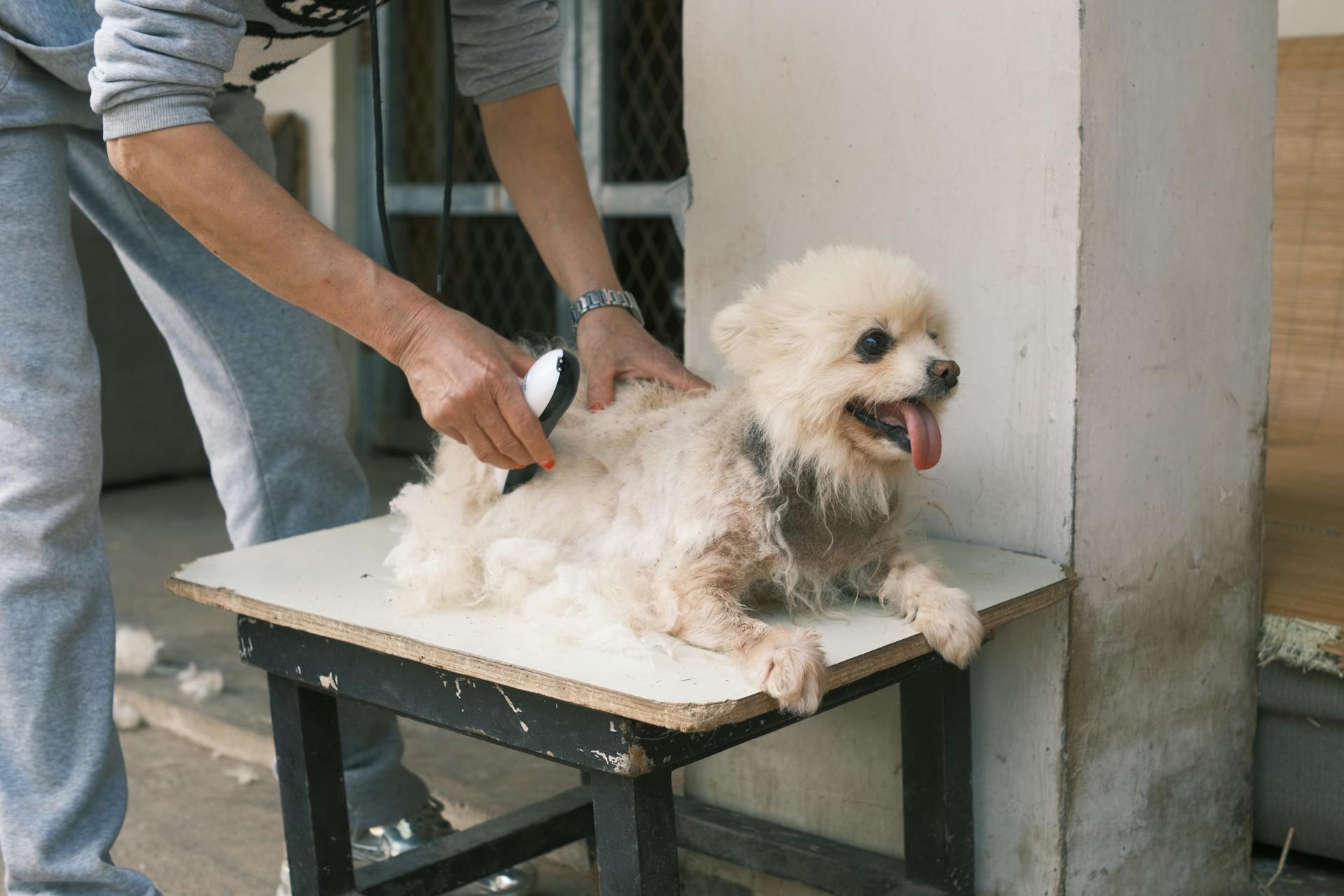 Groomer arbetar med White Dog